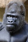 gorilla.jpg