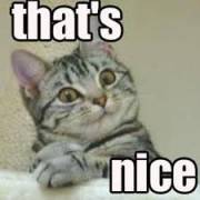 cat_s nice.jpg