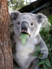 koala.jpg