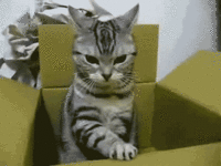 catbox.gif