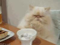 thefuckwasthatcat.gif