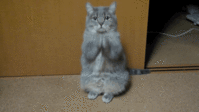 6IBxr.gif 6IBxr.gif