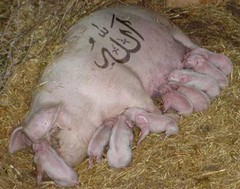 allah_pig.jpg