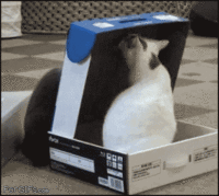cat box2.gif
