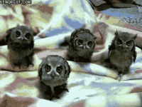 1332734058964.gif