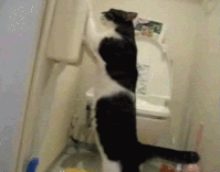 CatUnravelToiletpaper.gif