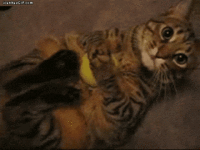 1338930641454.gif