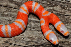 2_headed_milk_snake.jpg