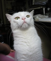 cat2.jpg