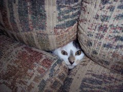cat4.jpg