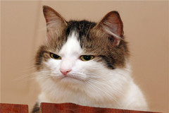 cat.jpg