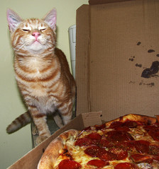 saturdaycat.jpg