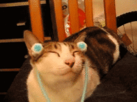 cat massage.gif