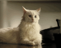 132506843586.gif