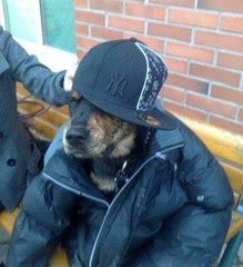 dog.jpg