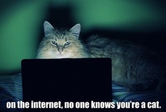 cat internet.jpg