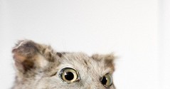 5277500250_peeking3.jpg