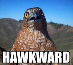 hawkward.png