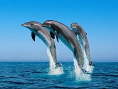 Dolphin-Jumping_Bottlenose_Dolphins.jpg