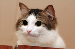 cat srsly.jpg