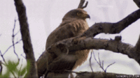 133083599691.gif