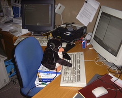 evil-penguin.jpg evil-penguin.jpg