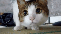 1355432418573795.gif