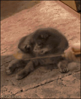 1355469527206604.gif