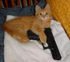 cat13.jpg