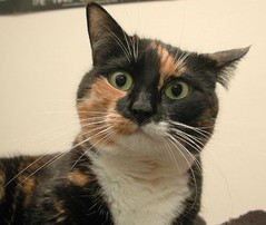 cat14.jpg