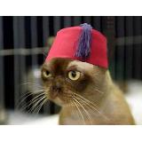 serious_cat_in_turkish_hat_mug.jpg