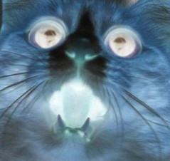 cat - Copy.jpg cat - Copy.jpg