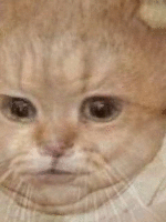 baby cat.gif