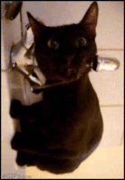 1362874044699.gif