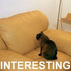 catinteresting.jpg