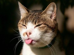 cat15.jpg