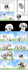 dog let off leash.jpg
