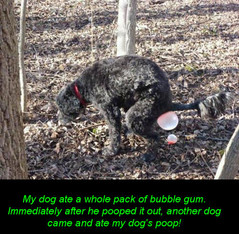 dog bubble gum.jpeg