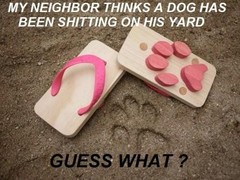 dog.jpg