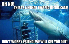 shark.jpg
