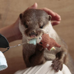 nom nom nom.jpg nom nom nom.jpg