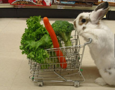 rabbit goes shopping.jpg rabbit goes shopping.jpg