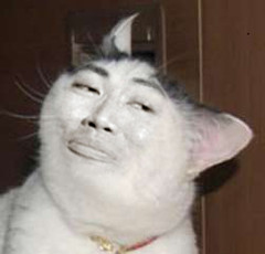 catsulu.jpg