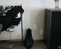 9awzt.gif 9awzt.gif