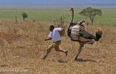 ostrich.jpg