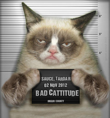 badcattitude.png