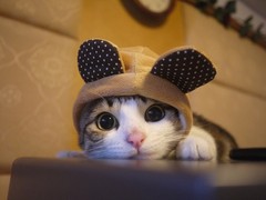 cat18.jpg