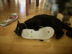 cat chewing shoe qa48jfp.jpg