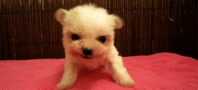 oKCUO.gif