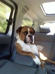 like-a-boss-30.jpg